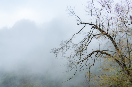 雾气缭绕的山与树