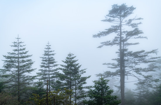 雾气缭绕的山与树