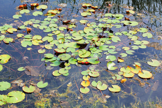 池塘漂浮的睡莲