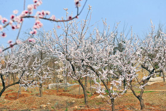 杏林花开