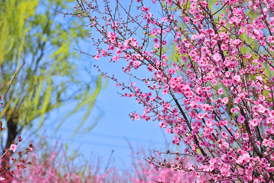 樱花