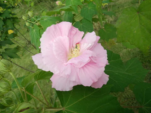 芙蓉花朵