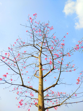 木棉花