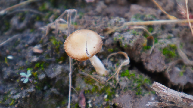 森林里野生蘑菇