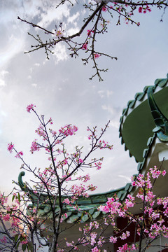 美丽樱花