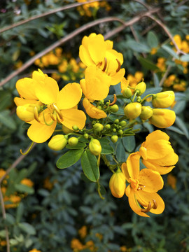 美丽决明子花特写