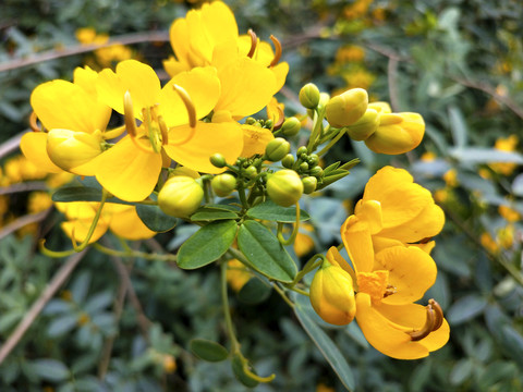 美丽决明子花特写