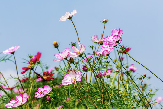 格桑花