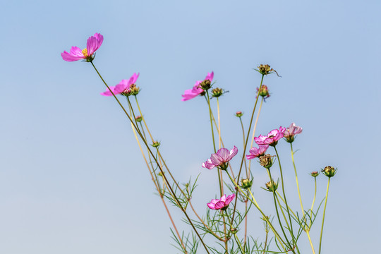 格桑花