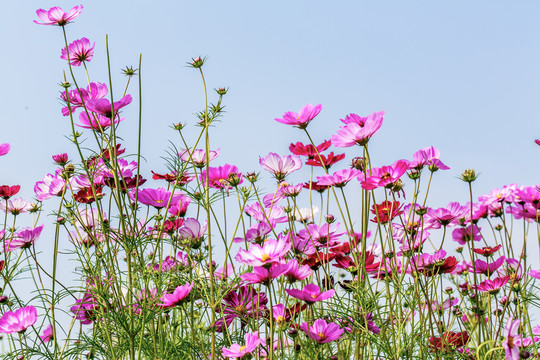 格桑花