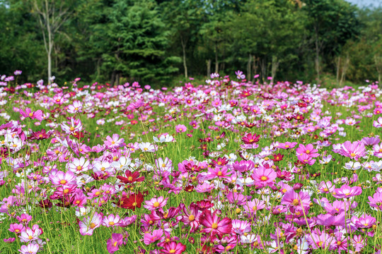 格桑花