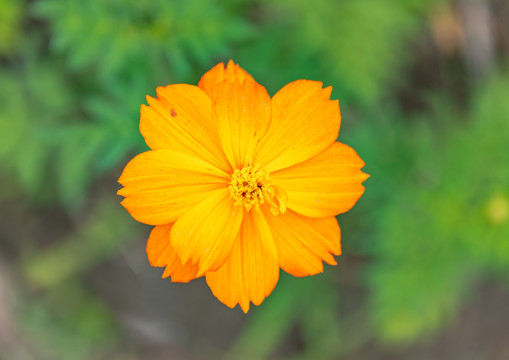 黄色小菊花特写