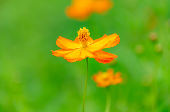 黄色小菊花特写