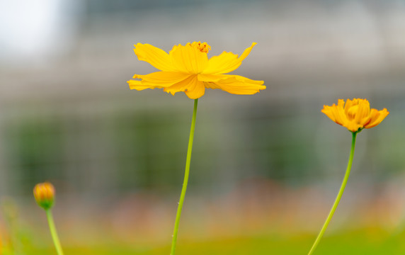 黄色小菊花特写