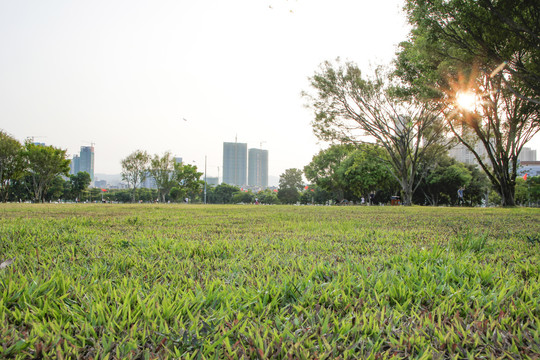 公园草地淘宝背景