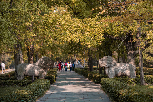 南京石象路神道秋景