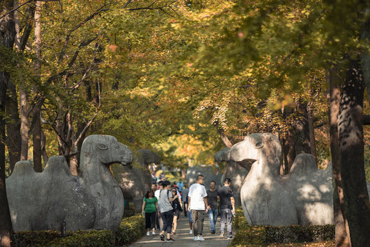 南京石象路神道秋景