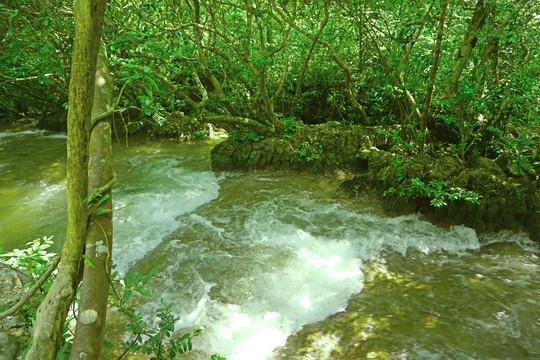 荔波小七孔景区响水河石上森林