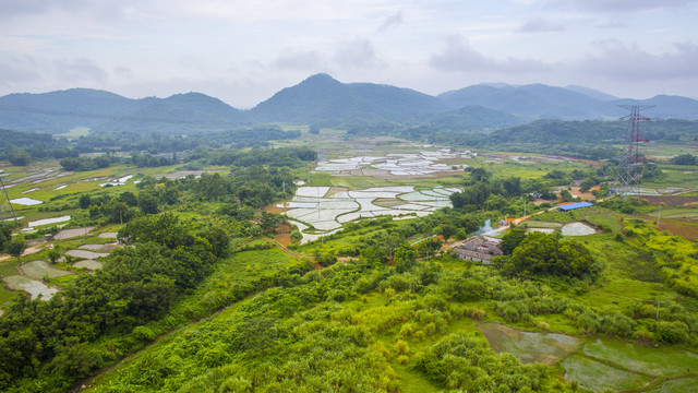 田野