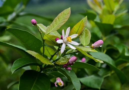 柠檬花