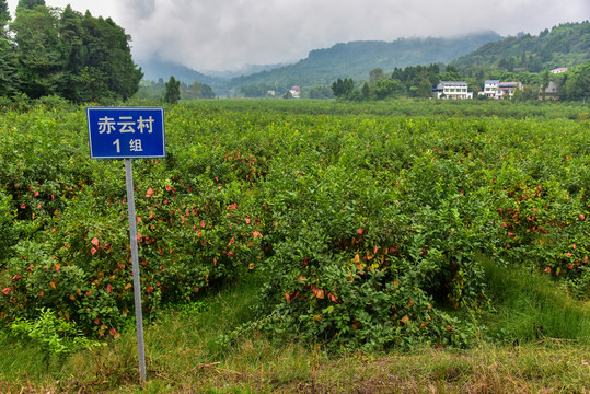 柠檬种植基地