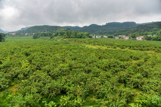 柠檬种植基地