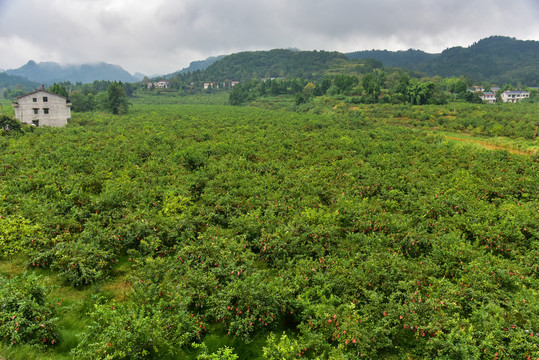 柠檬种植基地