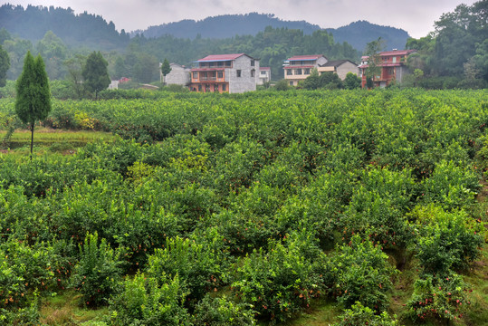 柠檬种植基地