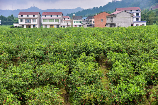 柠檬种植基地