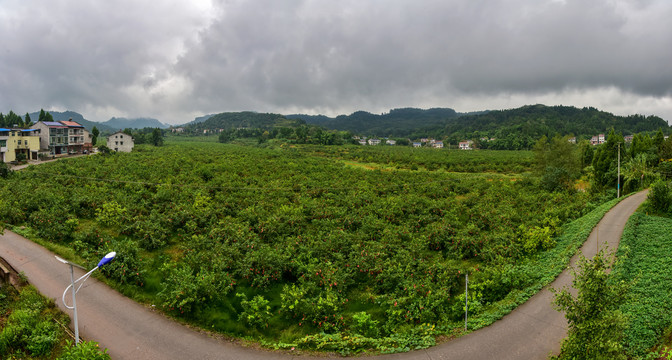 柠檬种植基地