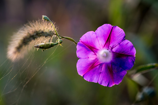 牵牛花