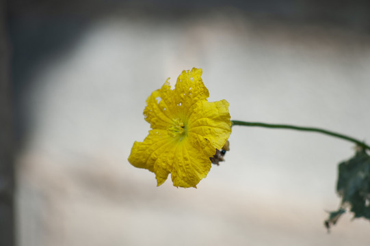 丝瓜花蕊