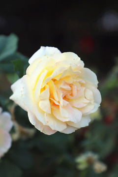 高清月季花大圖