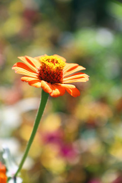 唯美花朵百日菊