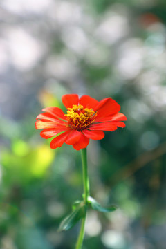 唯美花朵百日菊