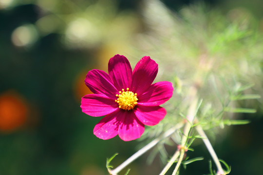 格桑花特写