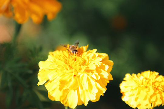 花与蜂