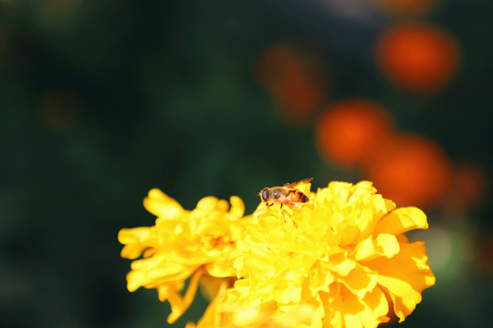 花与蜂