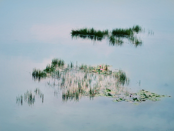 湿地风景