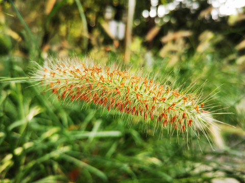 狗尾草