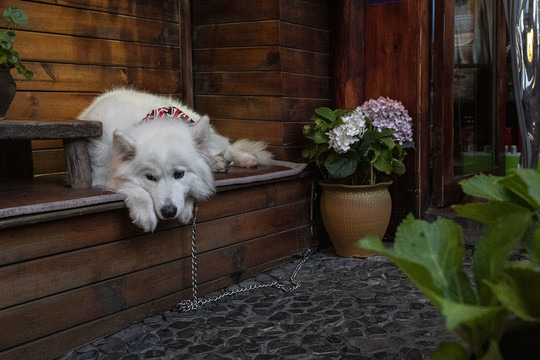 萨摩耶犬