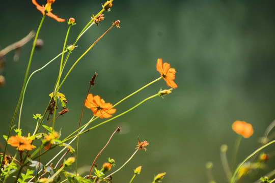 波斯菊