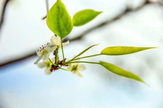 白梨花