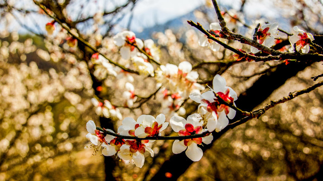 梅花