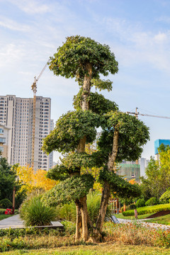 景观园林植物