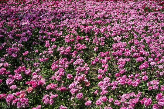 花海