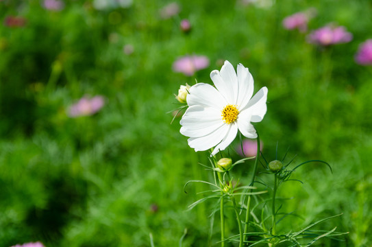 波斯菊