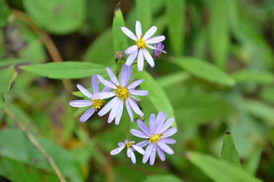 紫菀