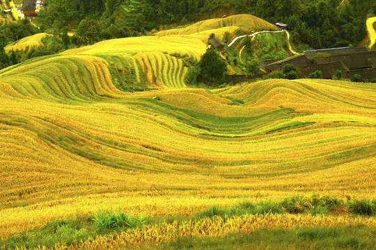 金色田野