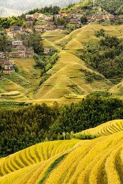 山寨梯田